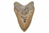 Serrated, 5.10" Fossil Megalodon Tooth - North Carolina - #201914-1